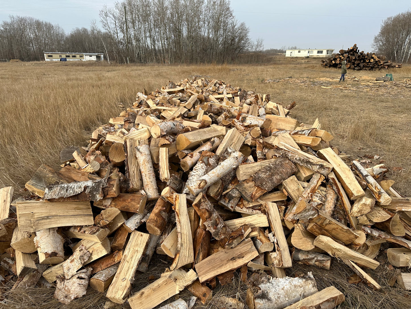 Birch Firewood 